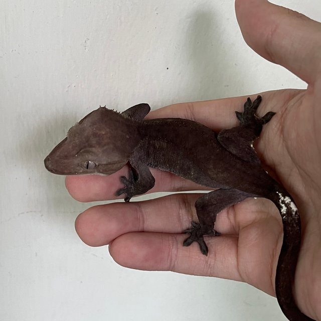 Axanthic