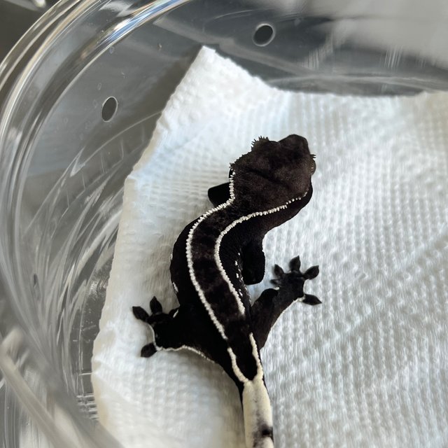 Axanthic
