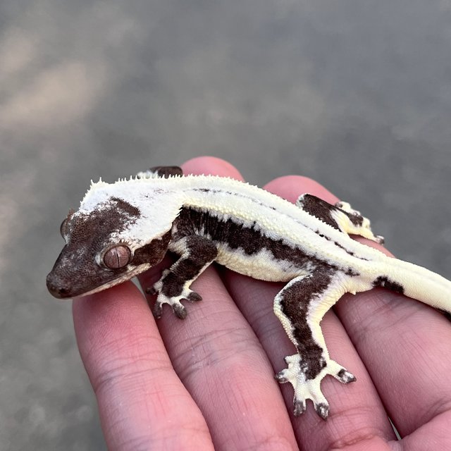 Lilly Axanthic Black Super Stripe