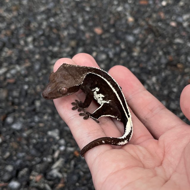 Axanthic White Spot Super Stripe