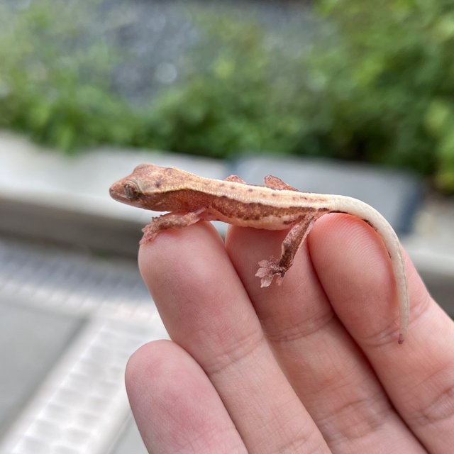 Pied Lilly White Hypo