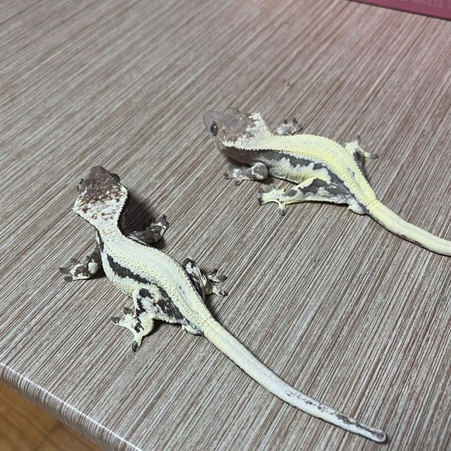 릴리 세이블