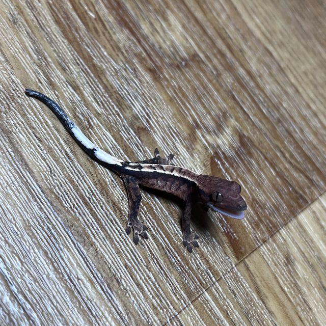 세이블 다크
