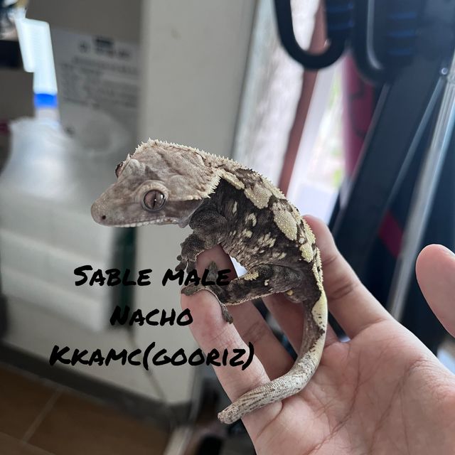 세이블 트라이
