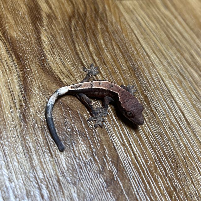 세이블