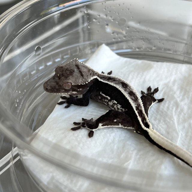 Axanthic Quad White Spot