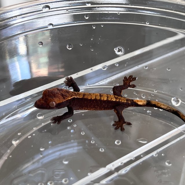 Pied 100% Het Axanthic