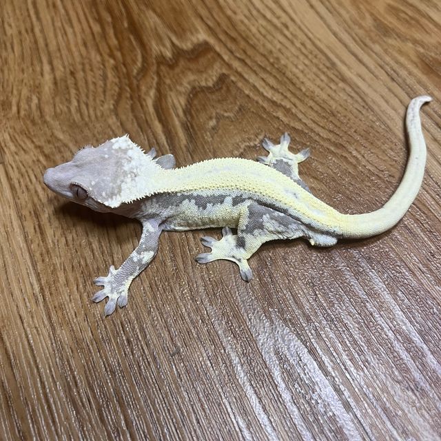 릴리 세이블