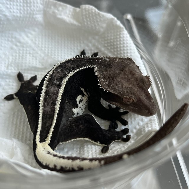 Super Stripe Axanthic White Spot
