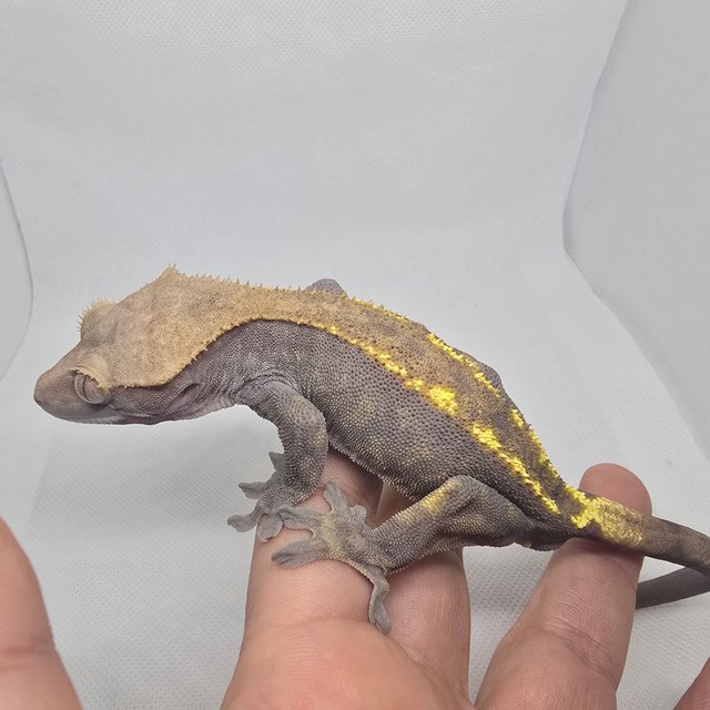 하이포 카푸치노