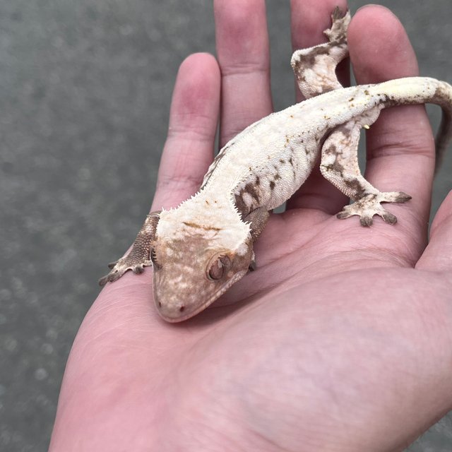 Drippy White Spot Solid Back Sable
