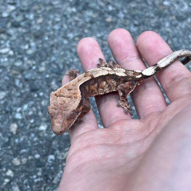 100% Het Axanthic Sable
