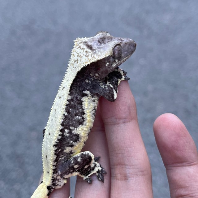 Lilly Axanthic