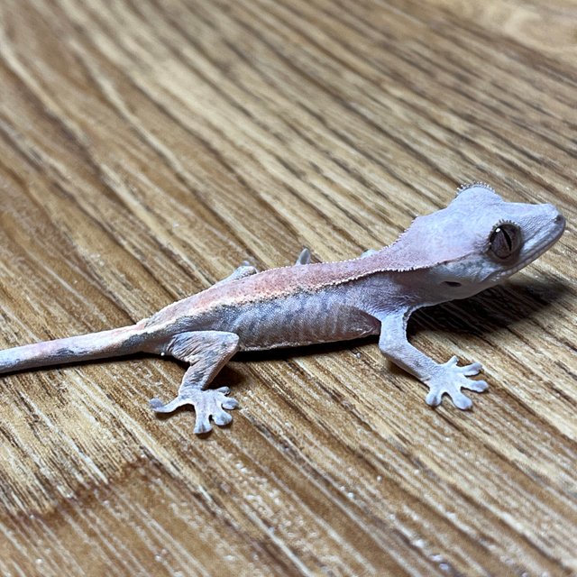 솔리드백 세이블