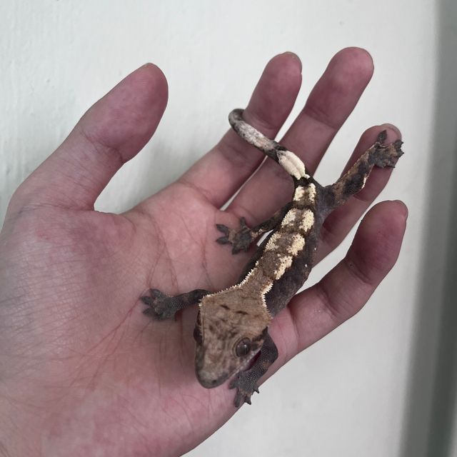 세이블 다크