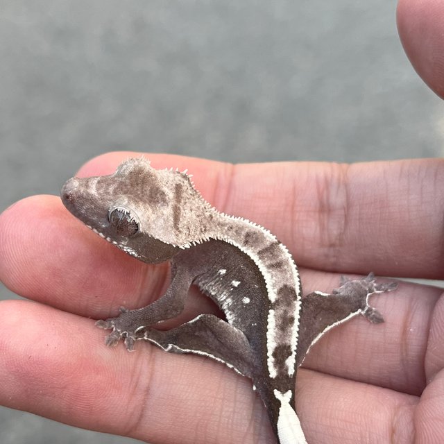 Axanthic White Spot