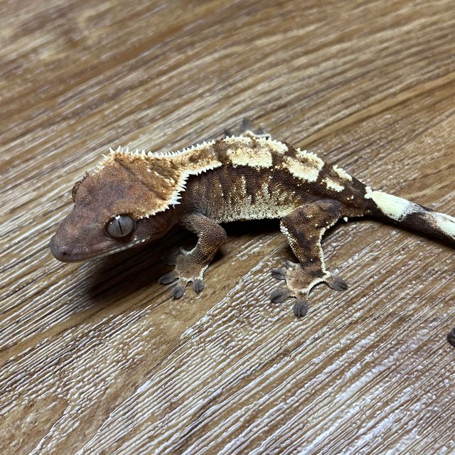 트라이 세이블 타이거