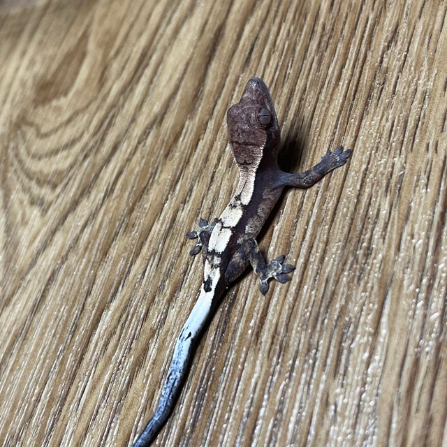 세이블 트라이 다크