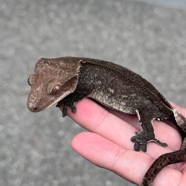 Axanthic Full Pinstripe