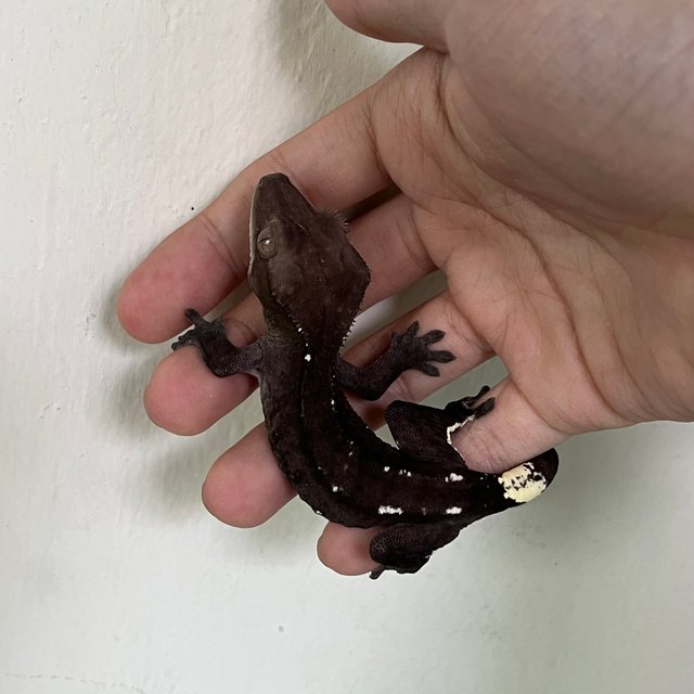 Axanthic