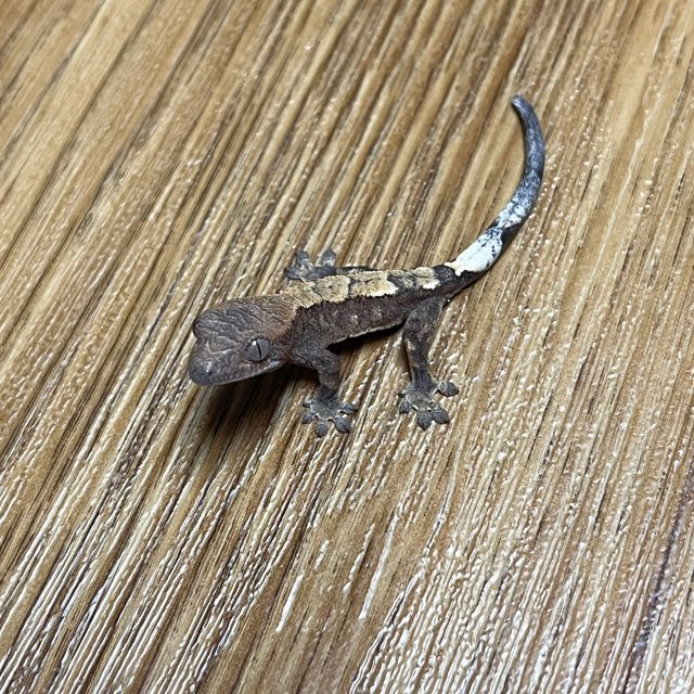 세이블
