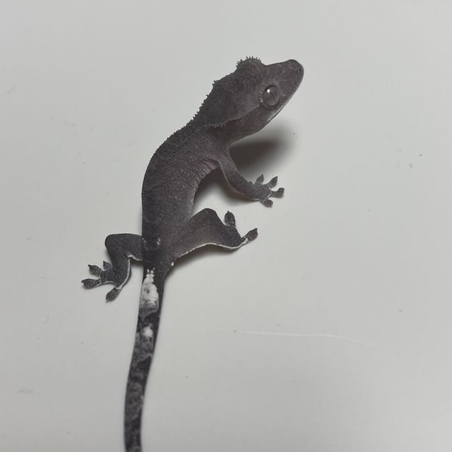 아잔틱 패턴리스