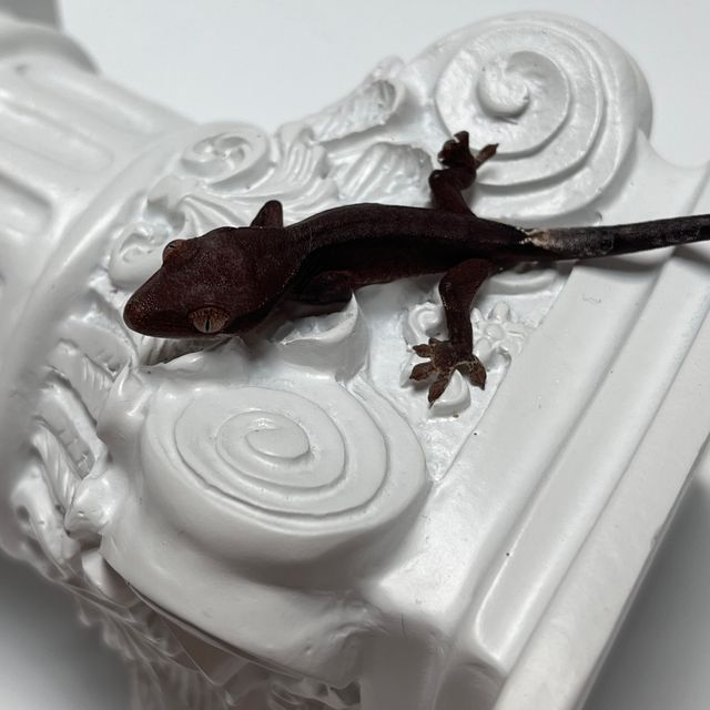 챠콜 팬텀 카푸치노 패턴리스