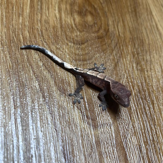 세이블