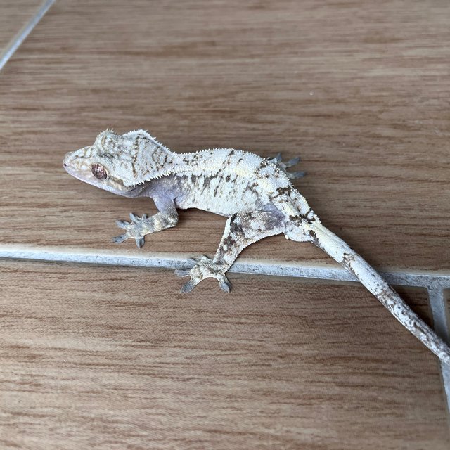 White Spot Drippy Sable