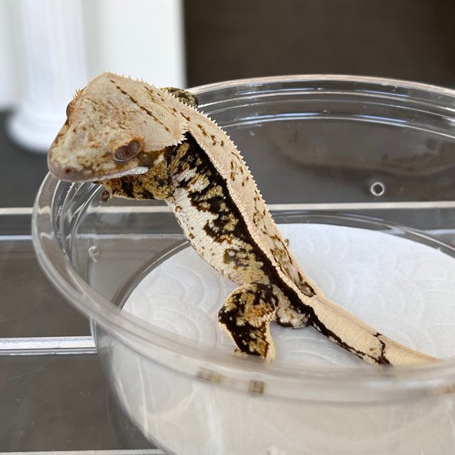 Drippy White Spot 100% Het Axanthic
