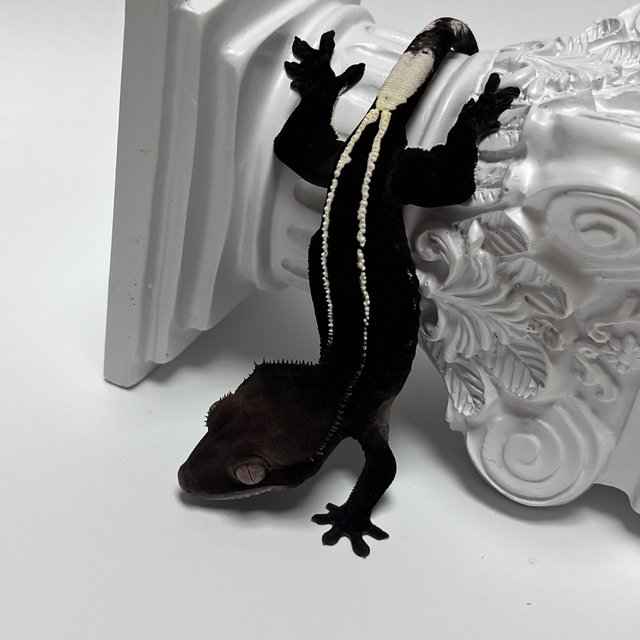 Axanthic Black Full Pinstripe