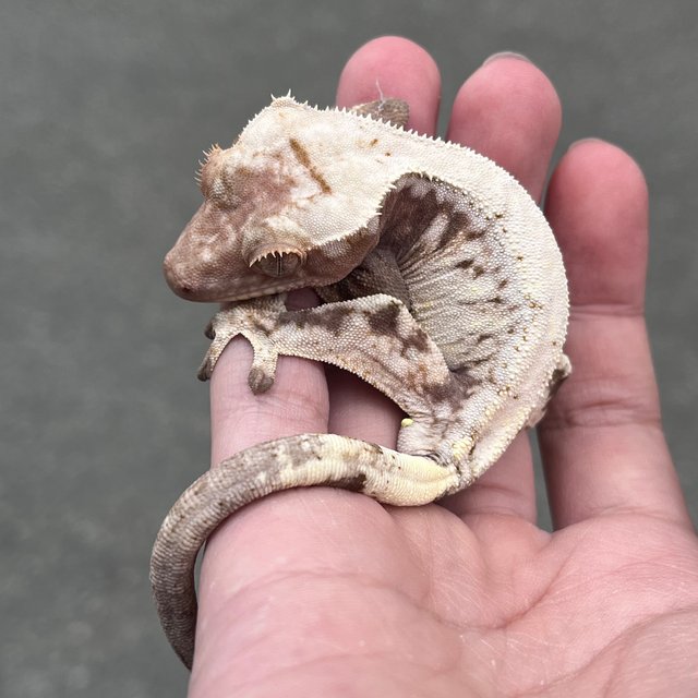 Drippy White Spot Solid Back Sable