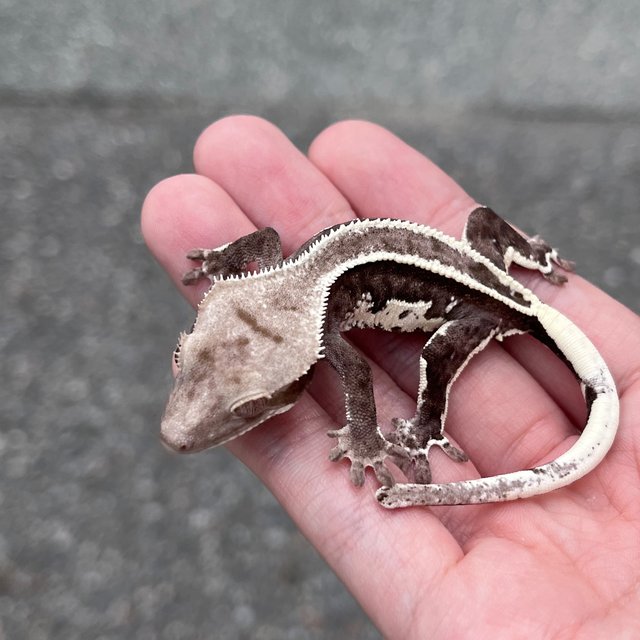 White Spot Super Stripe Axanthic