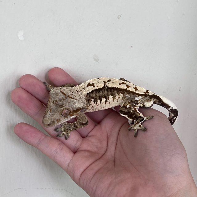 100% Het Axanthic White Spot White