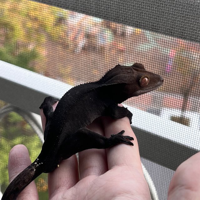 챠콜 팬텀 카푸치노