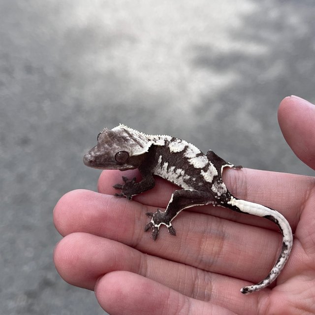 Axanthic White Spot