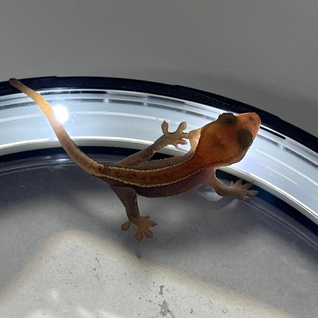 하이포 릴리화이트