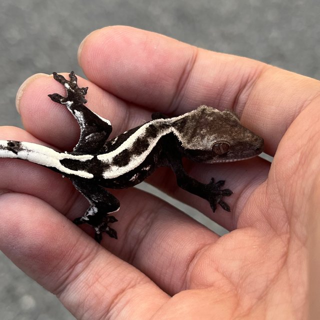 Sable Axanthic