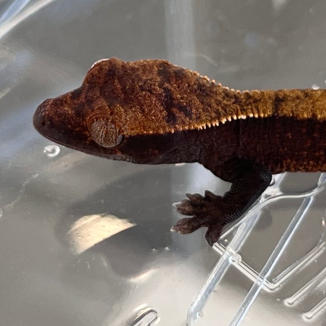 Pied 100% Het Axanthic