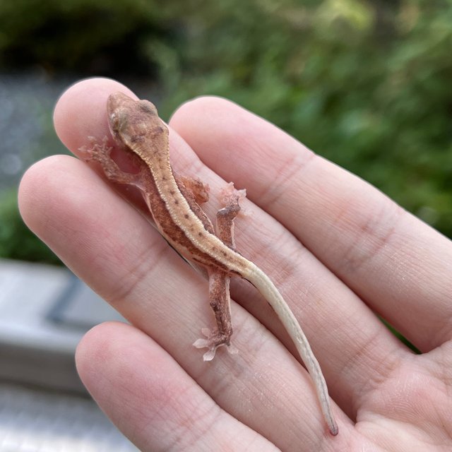 Pied Lilly White Hypo