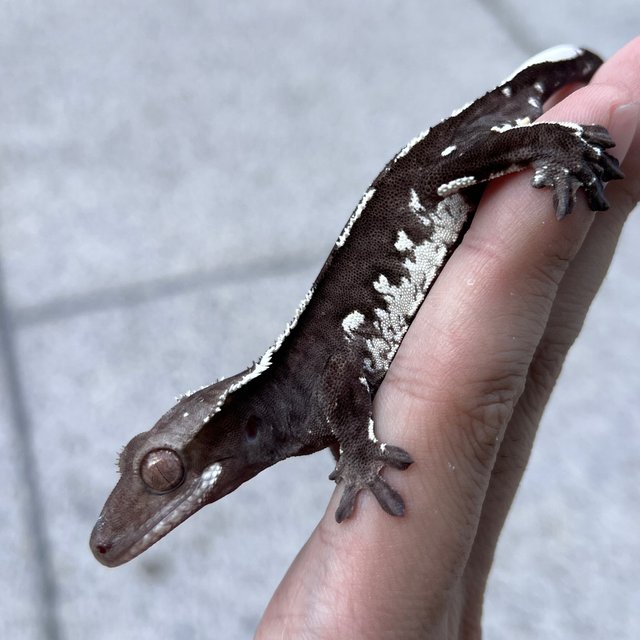 White Spot Axanthic