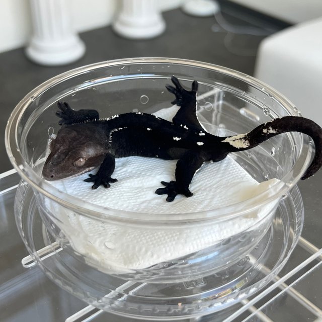 Axanthic Dark