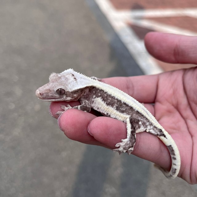 Lilly Axanthic Solid Back Drippy