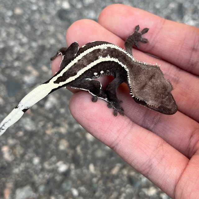 Axanthic