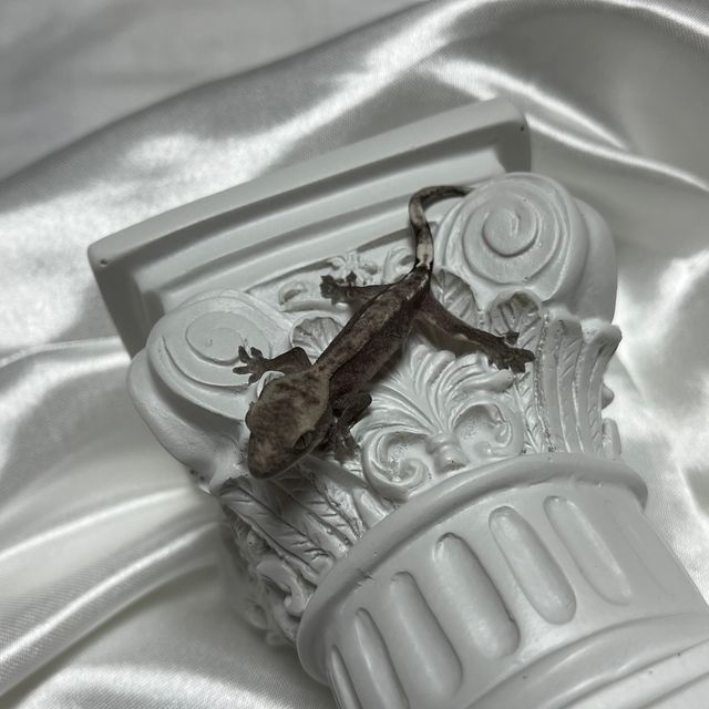 아잔틱 패턴리스