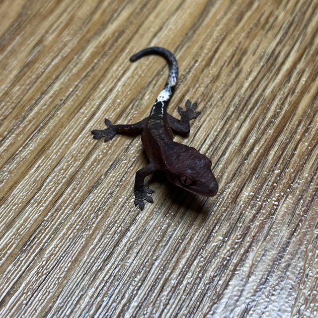팬텀 세이블