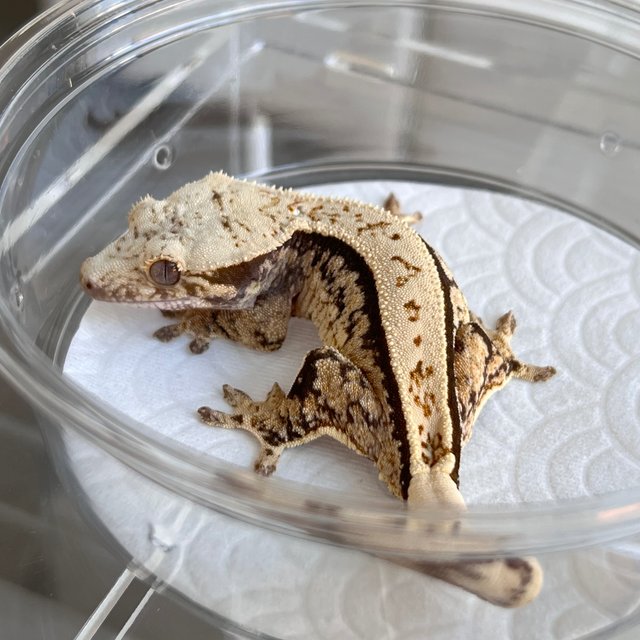 100% Het Axanthic Full Pinstripe Quad White Spot