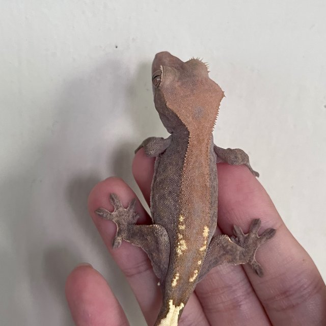 Hypo Cappuccino