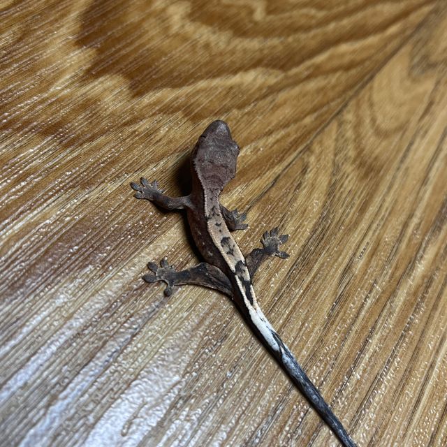 세이블