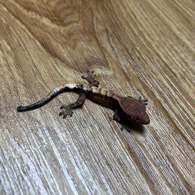 세이블